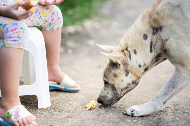 Can Dogs Eat Baby Food Alternatives to Baby Powder for Dogs Is Baby Powder Safe for Dogs Is Gerber Baby Food Safe for Dogs?