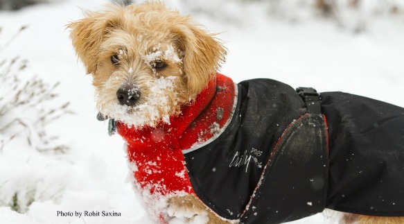 Is Baby Powder Safe for Dogs Can You Use Baby Shampoo on Dogs