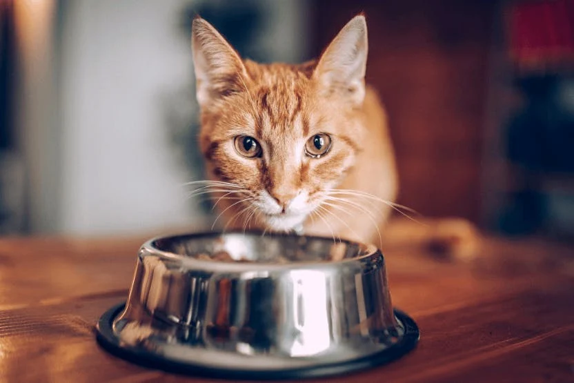 Is Gerber Baby Foods Safe for Cats